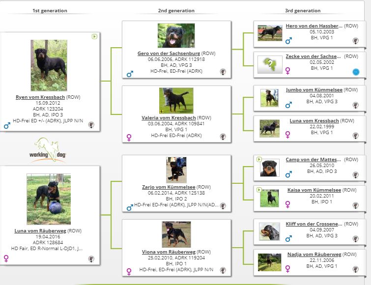 Home Rottweiler vom Lauffeuer